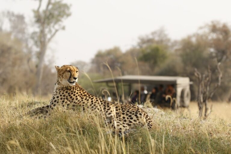 Cheetah viewing tanzania