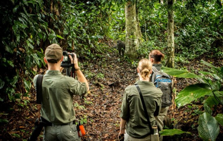 Chimps trekking