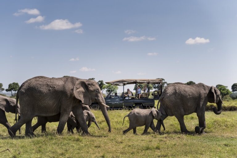 Elephant herd maasai mara