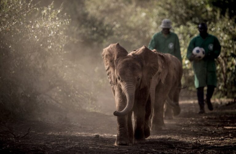 Elephants with keepers