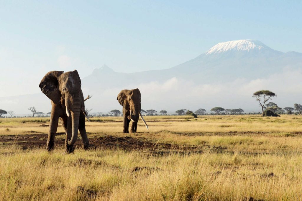 Kenya Safari Guide from UK | Flash McTours and Travel