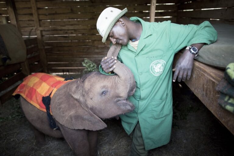 Orphaned elephant and keeper