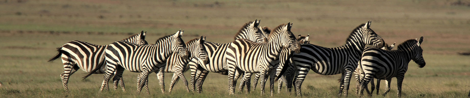 9 Days Mara–Naivasha–Nakuru–Bogoria Safaris