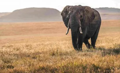 Kenya
