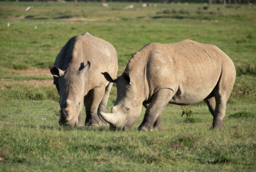 Rhinos of Lake Nakuru National Park