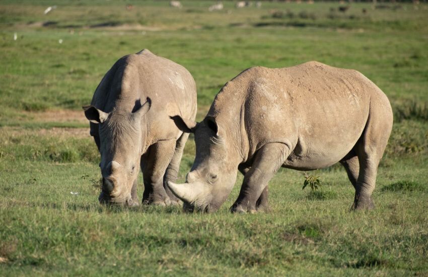 Rhinos of Lake Nakuru National Park