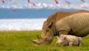 Kenya is the top safari destination in 2018