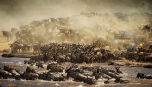 Great migration river crossing in Mara River