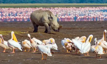 flashmctours birds and rhino at lake nakuru