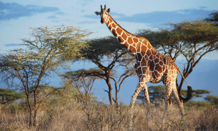 giraffe in samburu national park