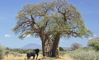 Baobab trees and hills of Tsavo West National Park