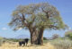 Baobab trees and hills of Tsavo West National Park