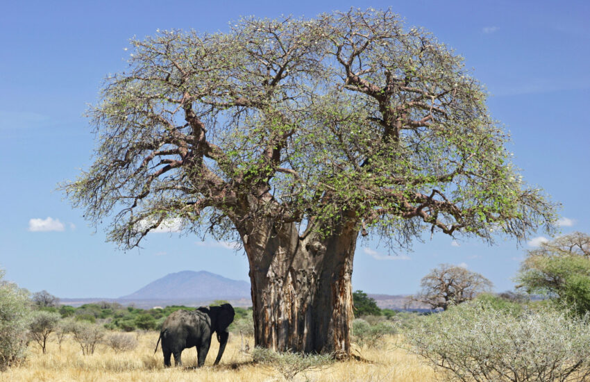 Baobab trees and hills of Tsavo West National Park