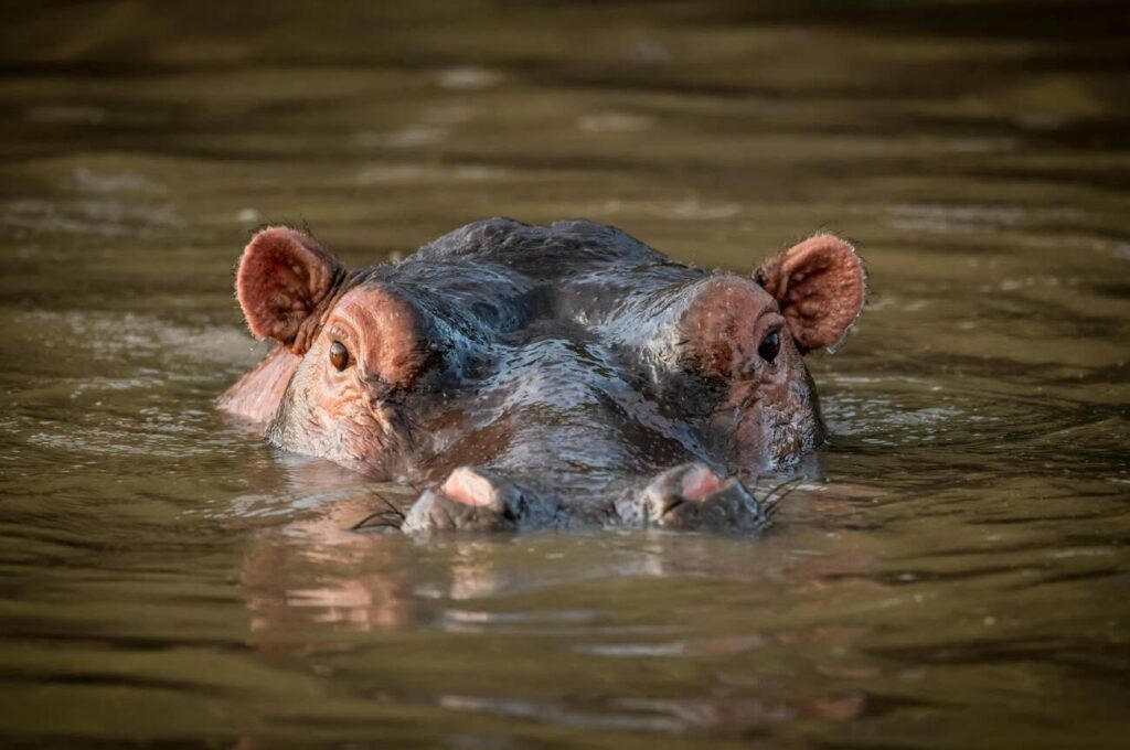 Hippo in Mzima Springs at Tsavo West National Park