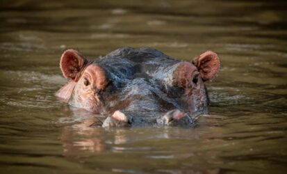Hippo in Mzima Springs at Tsavo West National Park
