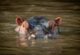 Hippo in Mzima Springs at Tsavo West National Park