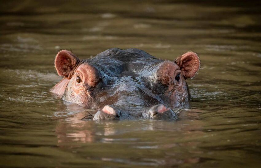 Hippo in Mzima Springs at Tsavo West National Park