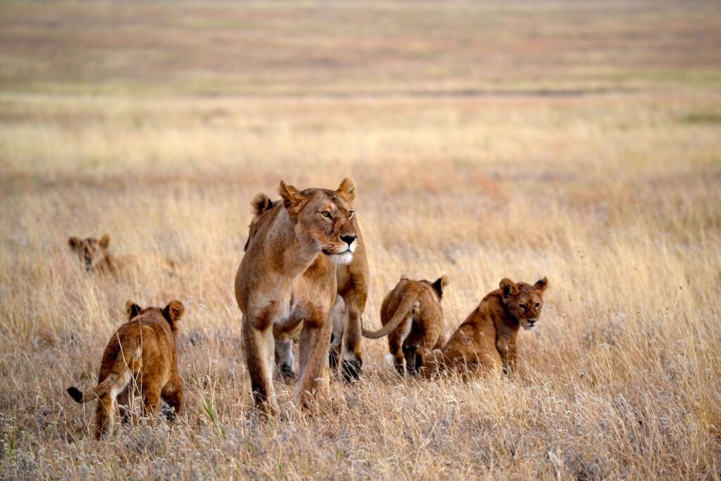 Maneless lion in Tsavo East National Park on a 3-day safari from Mombasa