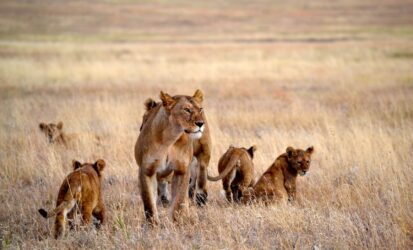 Maneless lion in Tsavo East National Park on a 3-day safari from Mombasa