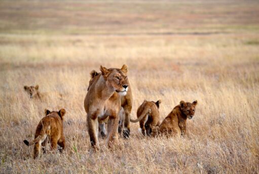Maneless lion in Tsavo East National Park on a 3-day safari from Mombasa