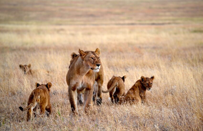 Maneless lion in Tsavo East National Park on a 3-day safari from Mombasa
