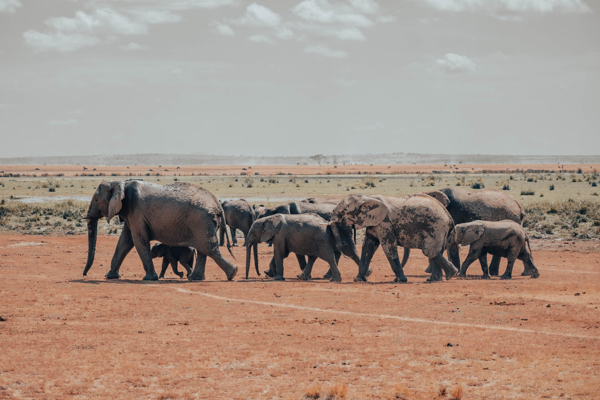 Red-dust elephants at a watering hole in Tsavo East National Park