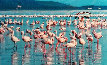 Flamingos at Lake Nakuru.