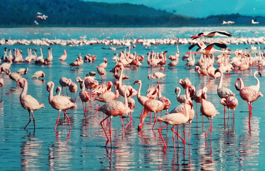 Flamingos at Lake Nakuru.