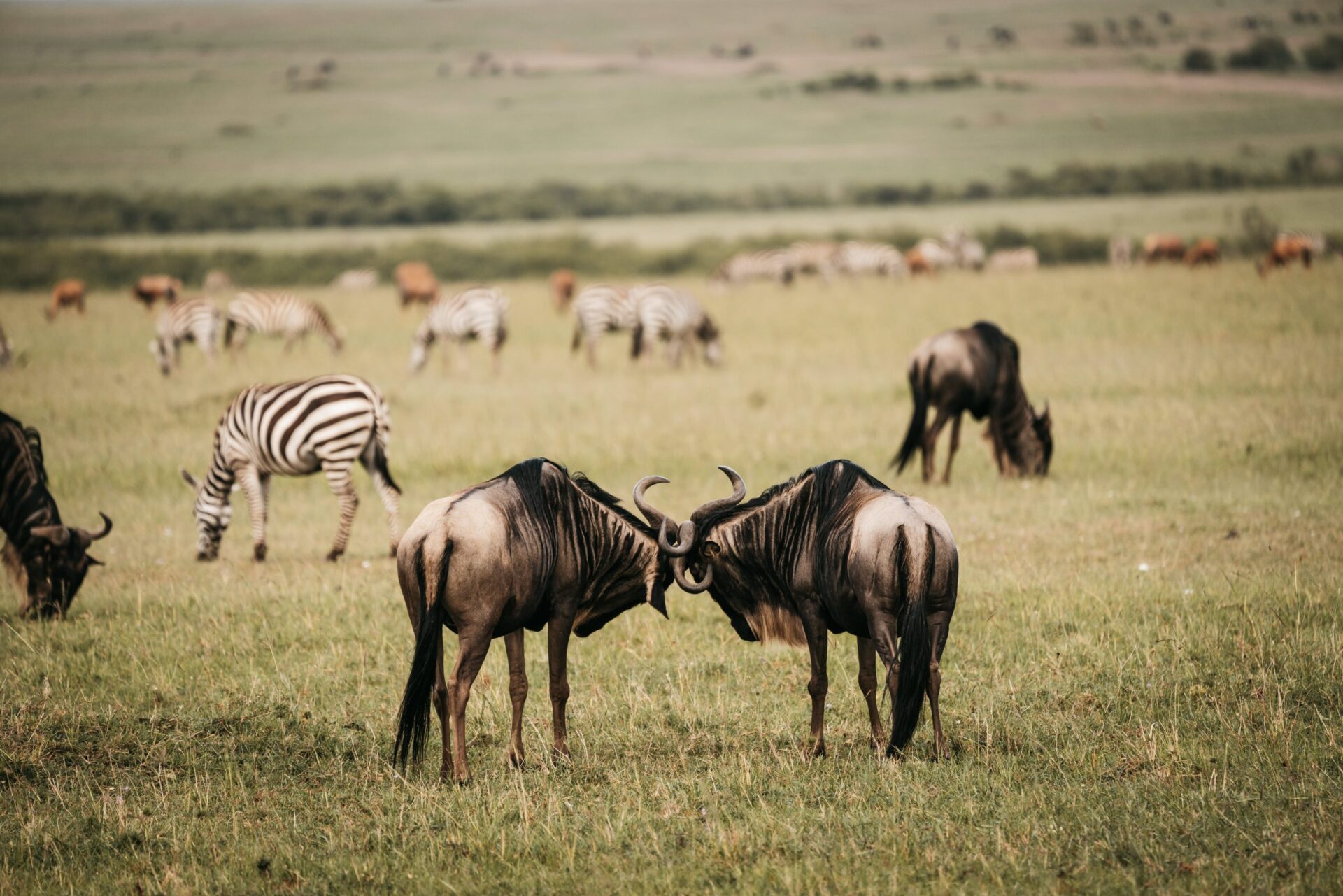 The Great Migration