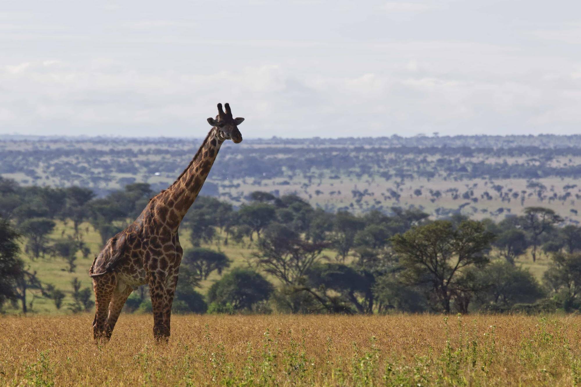 Serengeti