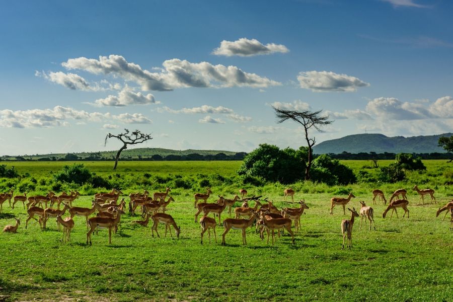 Masai Mara: Top Honeymoon Destination | Flash McTours