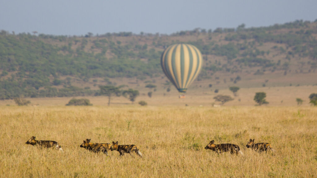 Hot air balloon at sunrise over the Masai Mara National Reserve, Kenya