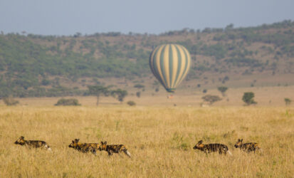 Hot air balloon at sunrise over the Masai Mara National Reserve, Kenya