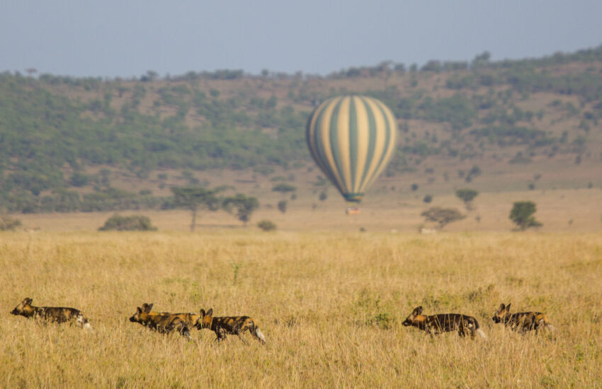 Hot air balloon at sunrise over the Masai Mara National Reserve, Kenya