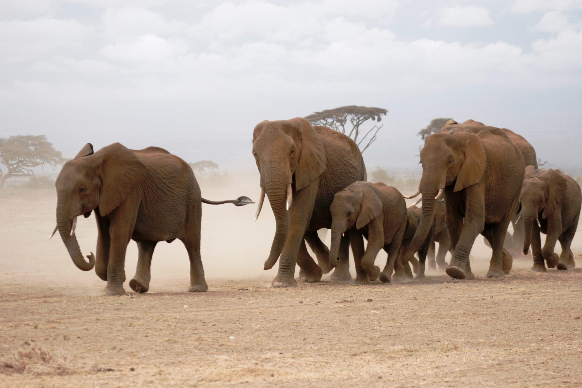 Elephants of Amboseli National Park
