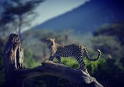 Why All Photographers Should Visit Kenya