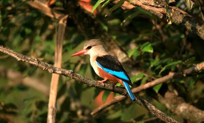 Kenya Birding and Wildlife Safari