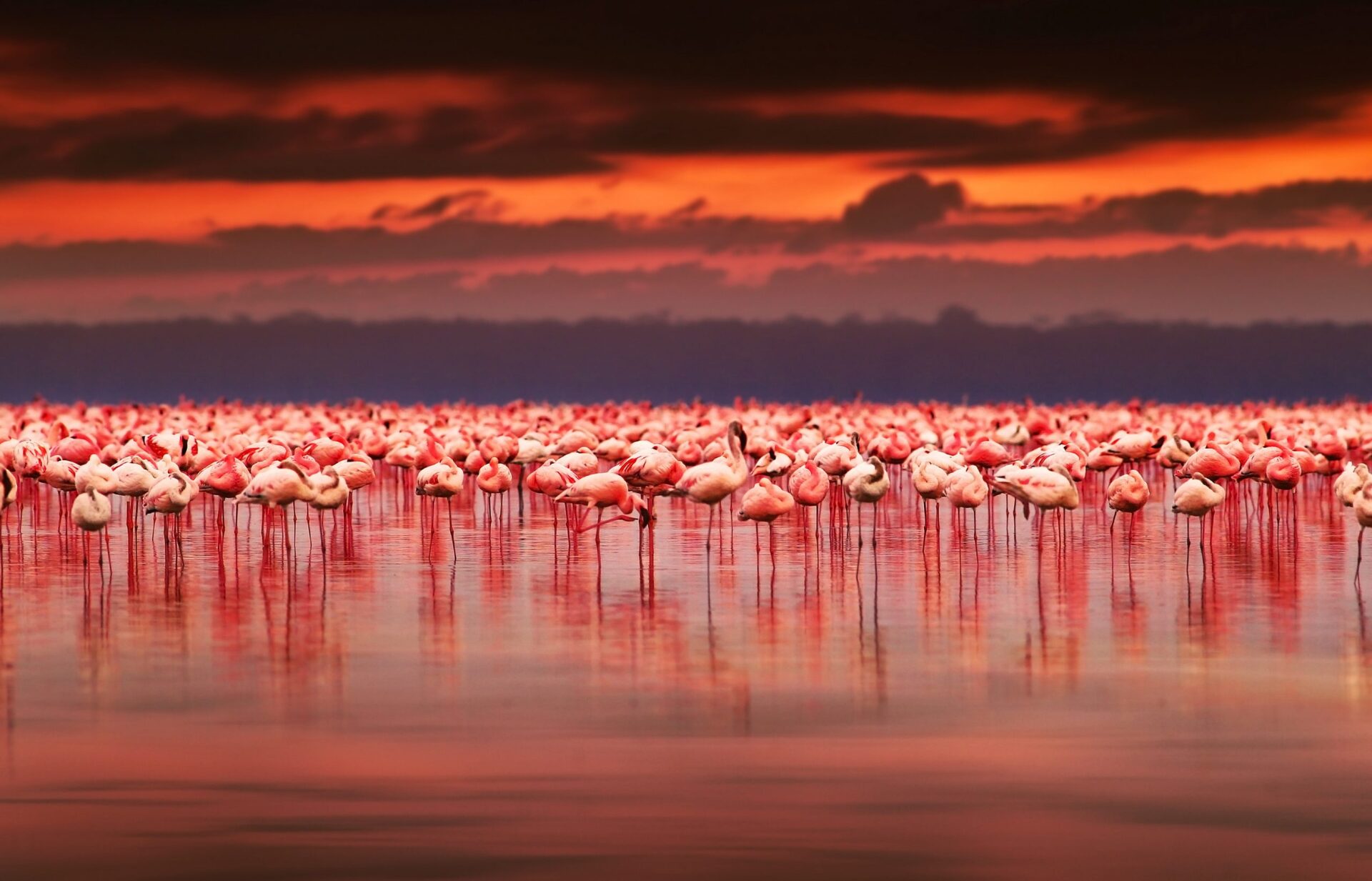 Kenya Birding and Wildlife Safari