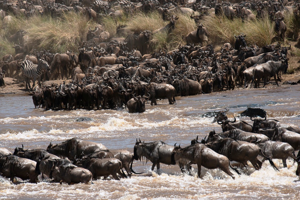 Guide to a 2024 Wildebeest Migration Safari | Flash McTours