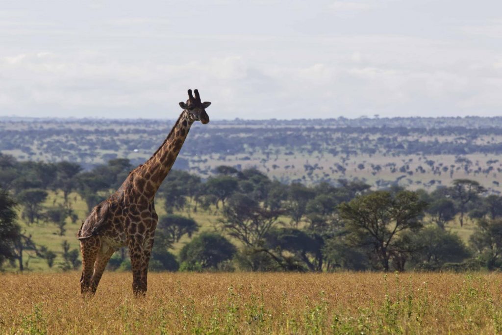 East Africa Safaris | East Africa Tours | Flash McTours