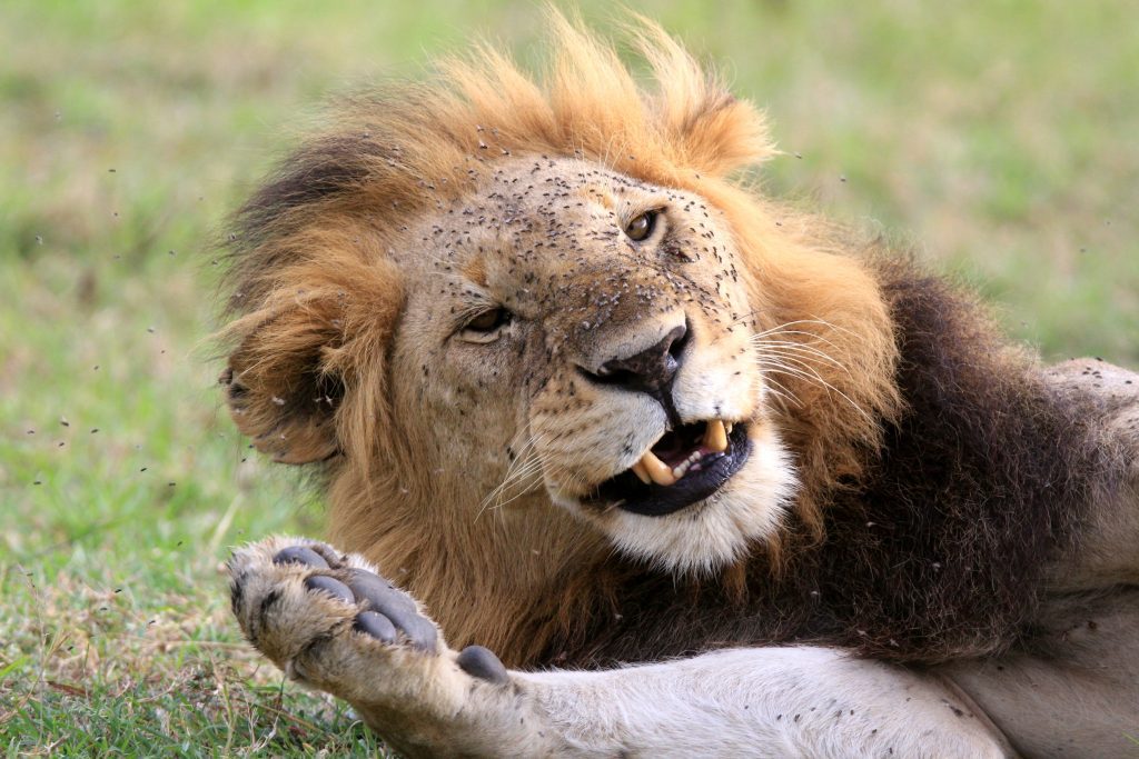 Aberdares safaris 2021