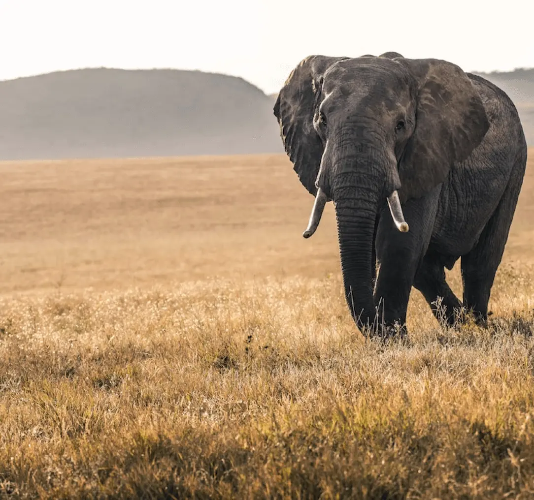 elephant