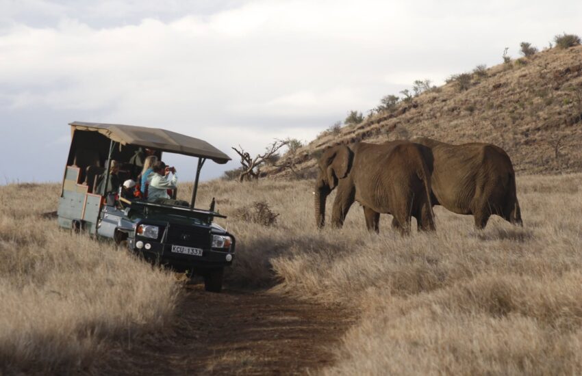 Guided game drive in Lewa Conservancy