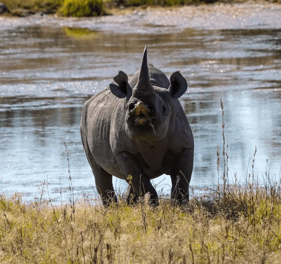 Rhino