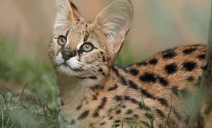 Serval Cat
