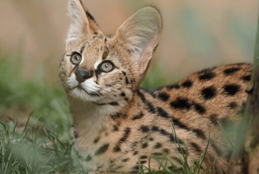 Serval Cat