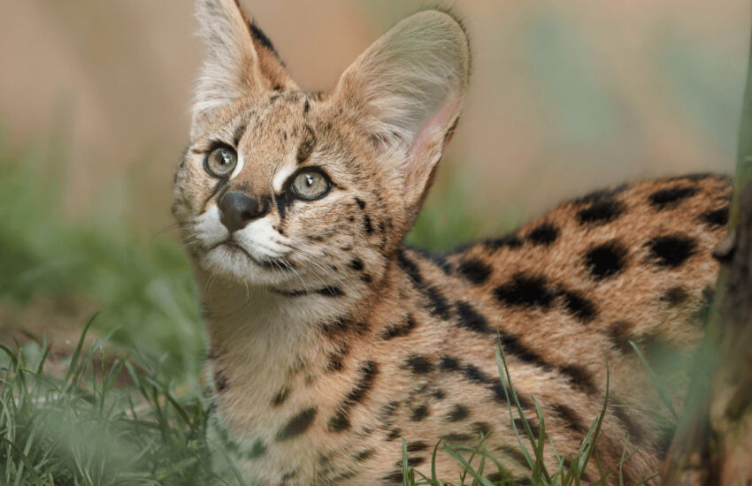 Serval Cat