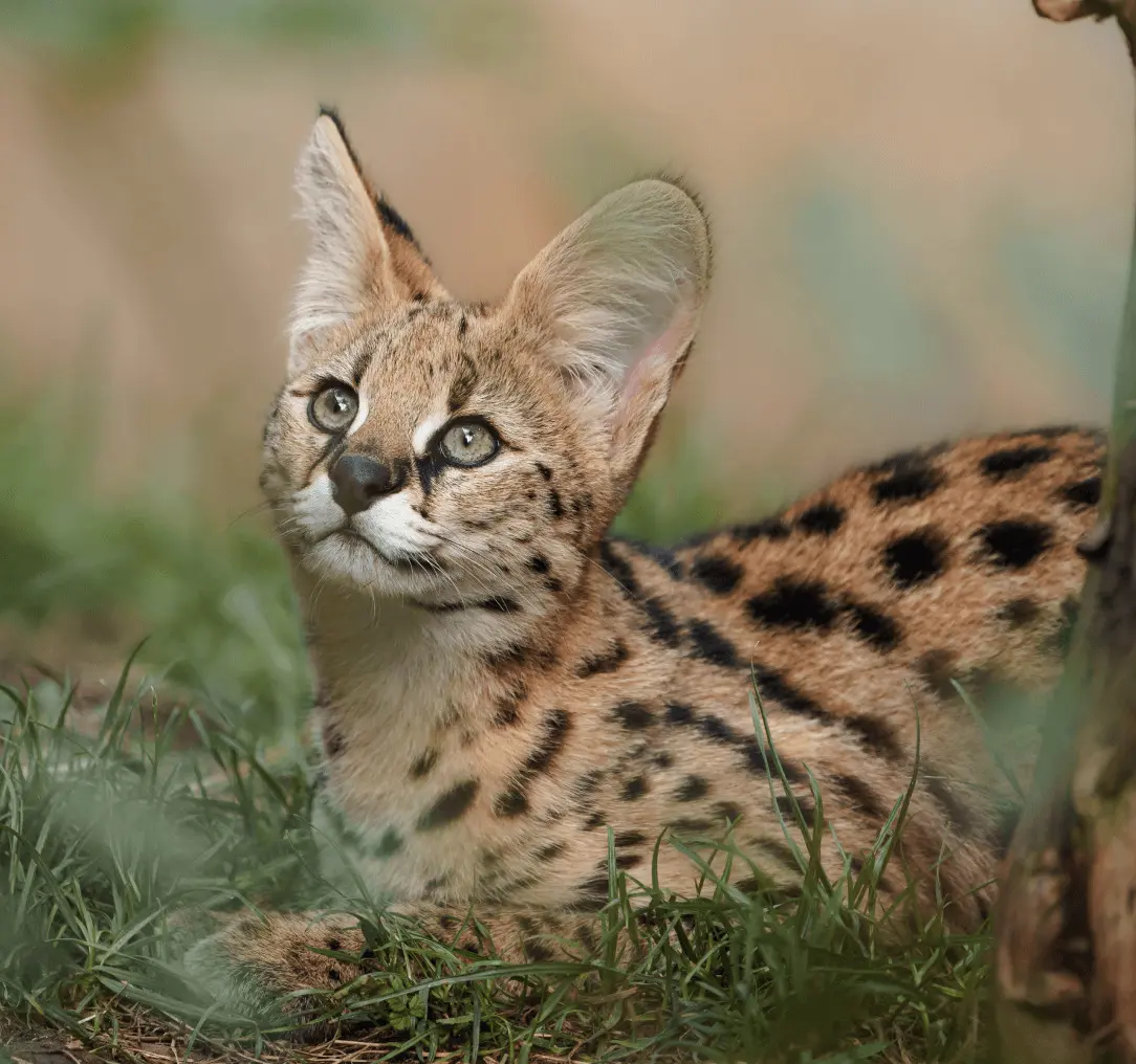 Serval Cat