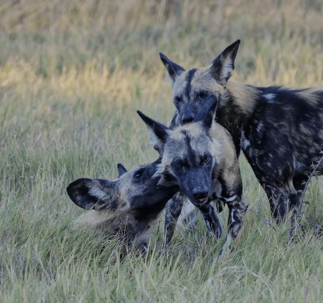 Wild Dogs