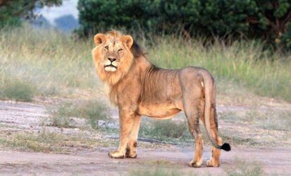 ol pejeta safari tours